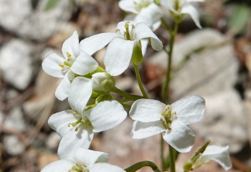 Arabis nuttallii, C. Davidson 14036--ID, Valley Co. Elkl Summit. 18 July 2019. DSC00995 (13).JPG