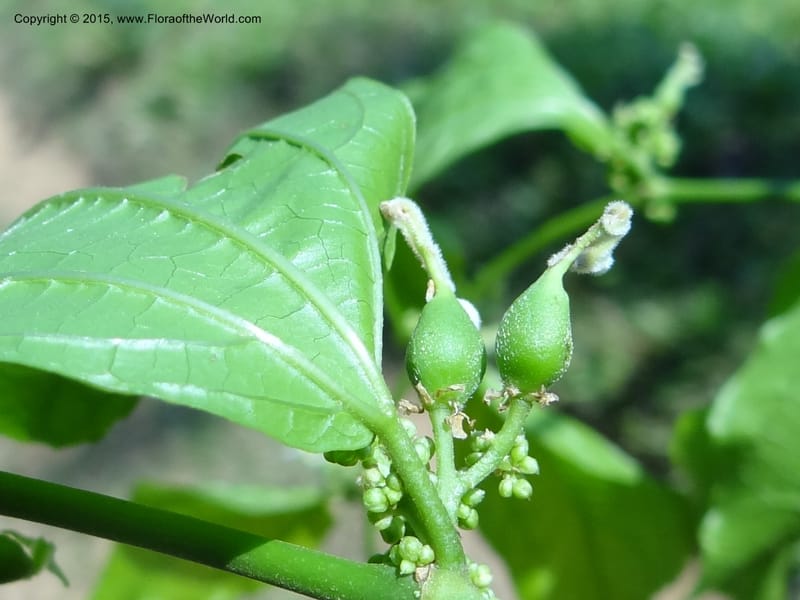 Celtis iguanea, Hammel 26117--Costa Rica. Ranchos Tinamu. 4 Mar 2012. DSC03937 (141).JPG