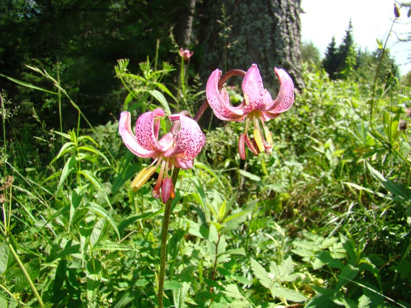 Lilium martagon, CDavidson11254--Slovenia. Gorenska Reg. Velika Planina. 6 Jul 08. 142.jpg