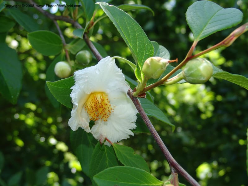 Stewartia pteropetiolata v. koreana, s.n.--CA. Quarryhill Bot. Garden, Glen Ellen. 1 Jun 07. 355.jpg