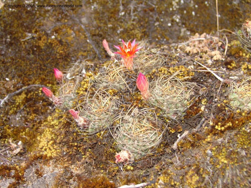Echinopsis maximiliana, AAraujoM3008--Bolivia.  Prov.B.Saavedra. Charazani to La Paz. 20 Sep 06. 045.jpg