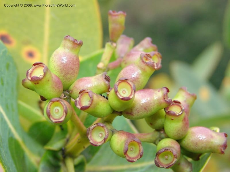 Syzygium cordatum--So.Africa. E. Cape. Umtamvuna Nat. Res. 11 Mch 05. 280.jpg