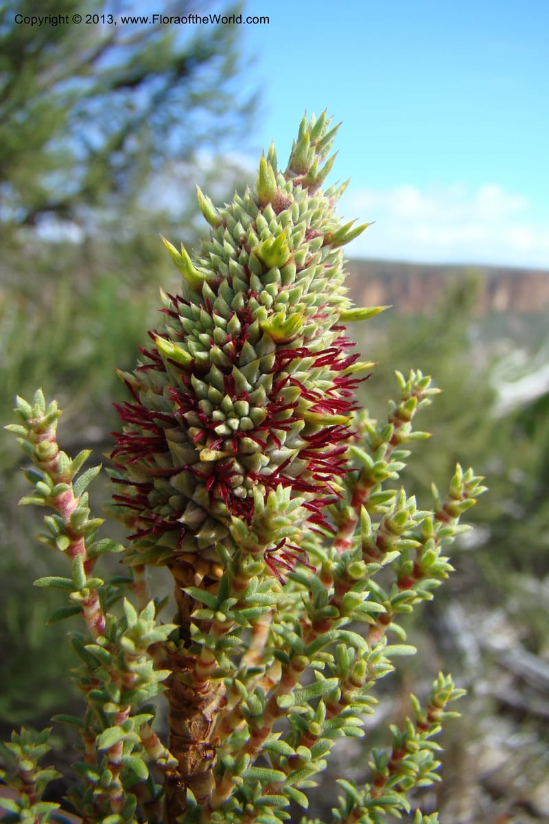 Cliffortia dichotoma, C. Davidson 11570--So Africa. No Cape. Papkuilsfontein. 26 Aug 09. 1 (12).jpg