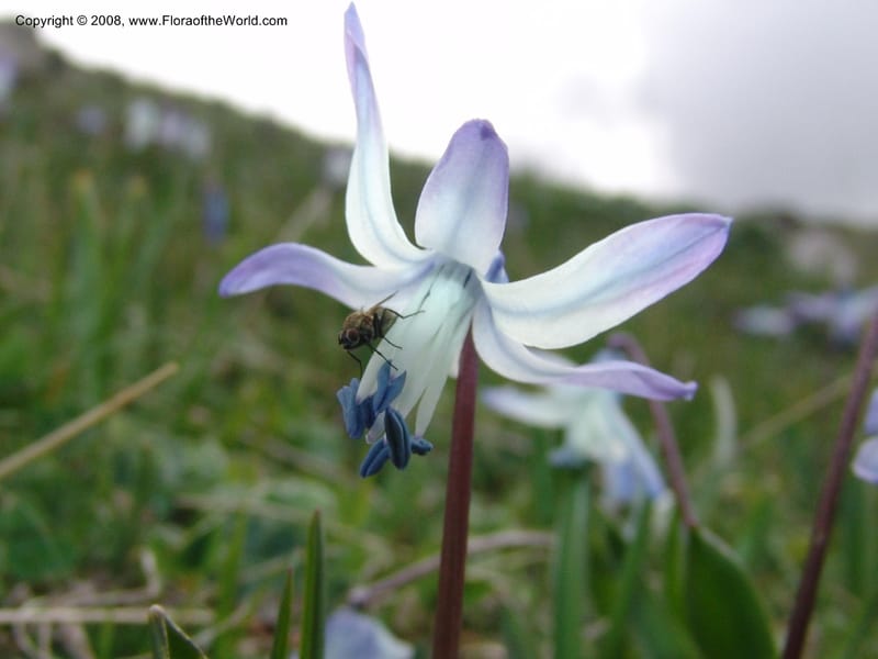 Scilla rosenii--Georgia. Vic. of Tskhrats'karo Pass. 7 Jun 05. 042.jpg