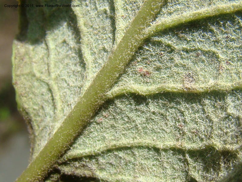 Garrya elliptica, C. Davidson 11826--CA. Moonstone Beach. 26 Jan 2011. 045 (1).jpg