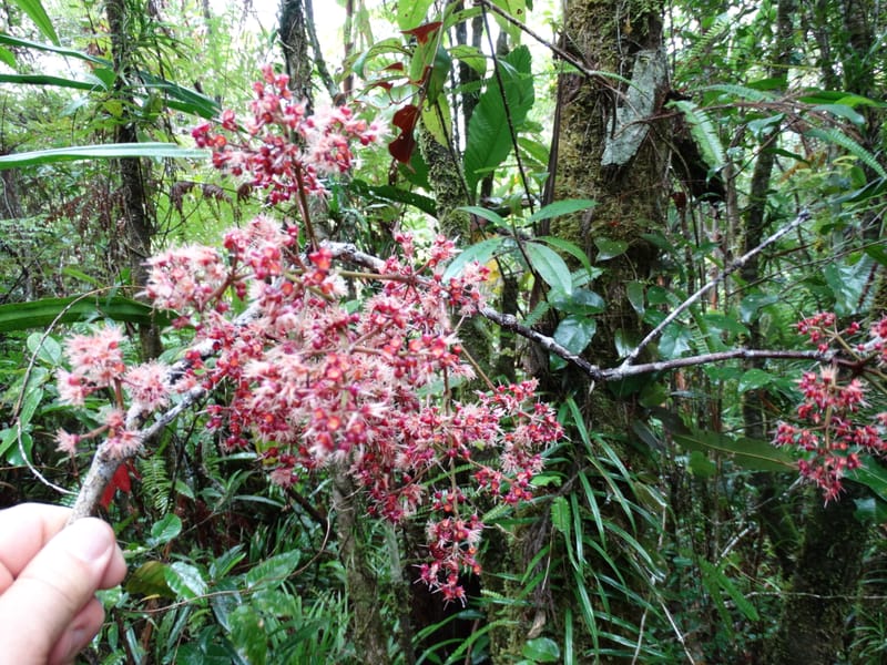 Syzygium, Plunkett, G 3181--Fiji. Waisali Rainf. Reserve. 4 Nov 2015. DSC08848 (19).JPG