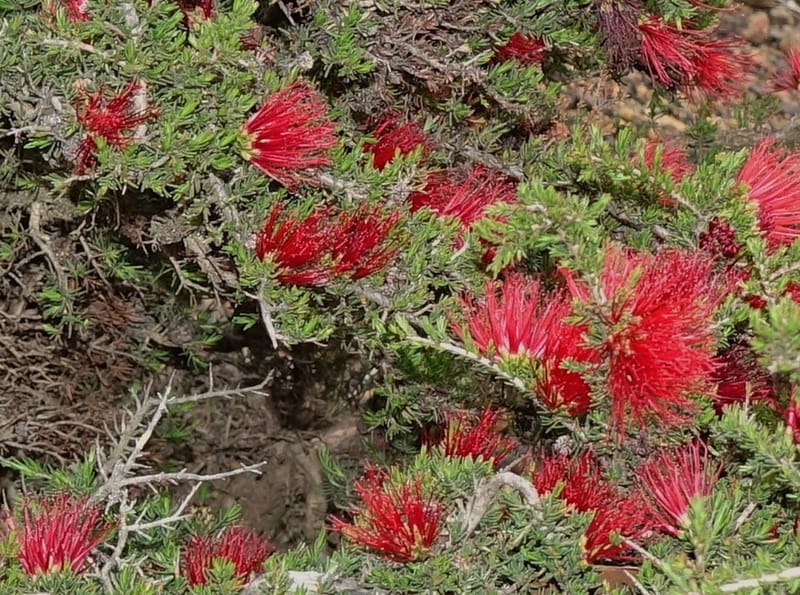 Beaufortia cyrtodonta, Davidson, C 13522--Australia. W.A. Red Gum Pass Rd., odom 31. 30 Oct 2016. DSC07055 (25).JPG