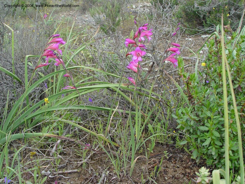 Gladiolus illyricus--Spain. Almeria Prv. Cantera de los Yesos, off AL140. 16 Apr 04. 019.jpg