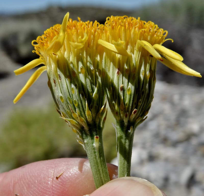 Adenophyllum cooperi, Davidson, C 13174--California, Mojave Nat'l Pres., 23 Apr 2016  8421 (11).JPG