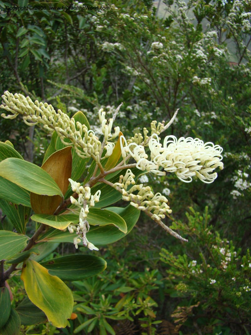Grevillea exul, JMunzinger4674--N.Caled. Dumbea Dam in Dumbea Riv. 11 Nov 07. 315.jpg