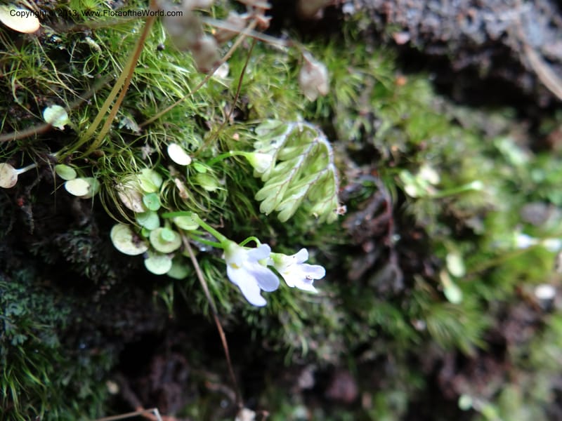 Utricularia, VC 5533--Thailand. Chiang Mai Prov. Doi Pha Hom Pok Nat. Park. 10 Nov 2012. DSC08349 (123).JPG