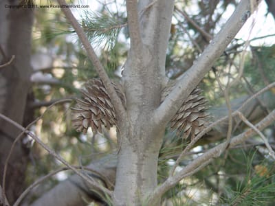 Persistent seed cones tucked into a branch fork