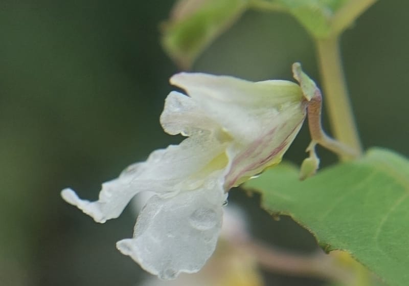 Impatiens apsotis, C. Davidson 13746--China. Yunnan. Tianbao Shan. 10 Aug 2017.  (192).JPG