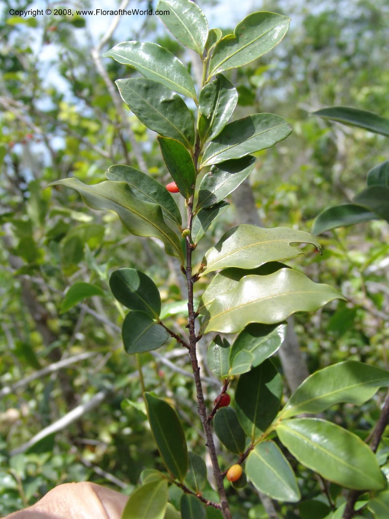 Erythroxylum, Z.Rogers893--Madagascar. Prov. Toliar. Mandena Centr. Res Ecol. 19 Jan 06. 141.jpg