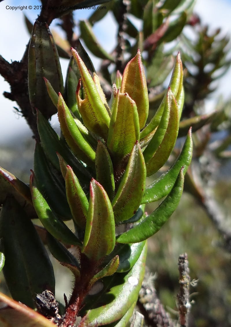 Bejaria resinosa, Ulloa, C 2305--Ecuador. Loja. Podocarpus NP. Cajanuma. 29 Sep 2012. DSC05265 (515).JPG