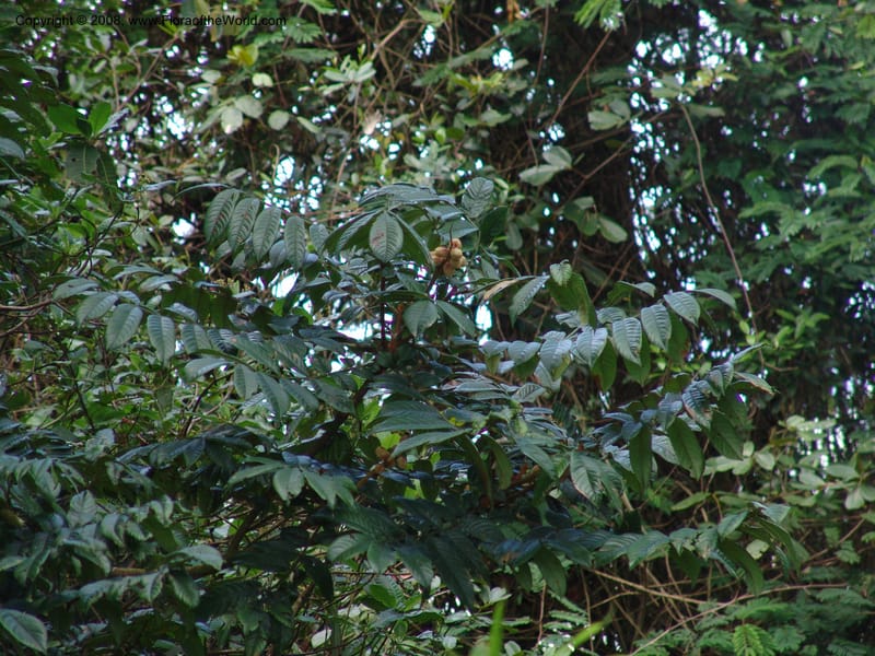 Bersama abyssinica ssp paullinioides, RGereau6880--Tanz. Nawenge For. Res., ca. Mahenge. 19 Feb 06. 001.jpg