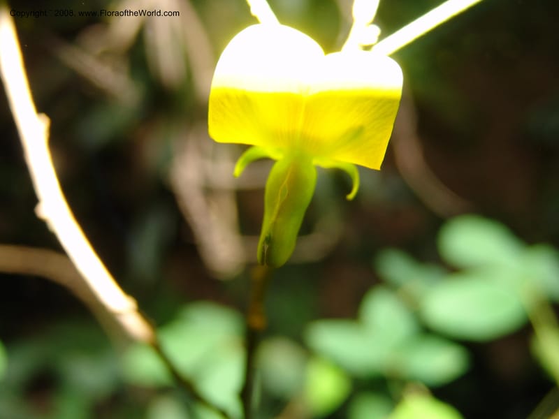 Crotalaria--Kenya. Limuru. Forest fragment near Brackenhurst Ctr. 11 Jul 04. 031.jpg