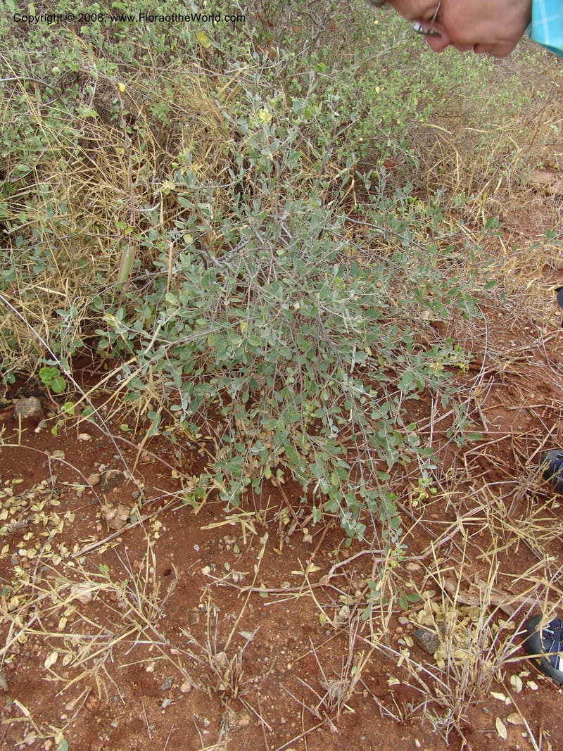 Cadaba mirabilis cf.--Tanzania. Hwy B1, SE of Mwanga-Kisangara. 30 Jun 04. 025.jpg