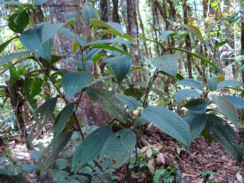 Tococa, D. Neill 15936--Ecuador.Prov.ZamoraC.WawaimePlotEcuacorriente 22 Sep 2007 161 (11).jpg