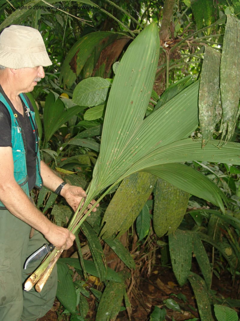 Asplundia, Croat, T 93393--Ecuador. Prov. Los Rios. Cerro Samama, E of Pita. 14 Aug 04. 032 (6).jpg