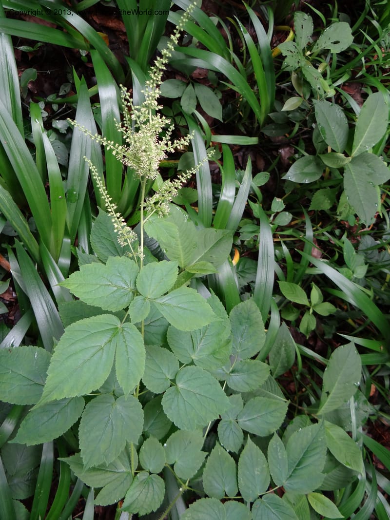 Astilbe grandis, Davidson, C 11953--China. Zhejiang Priv. Tian Mu Shan. 31 May 2012. DSC00927 (111).JPG
