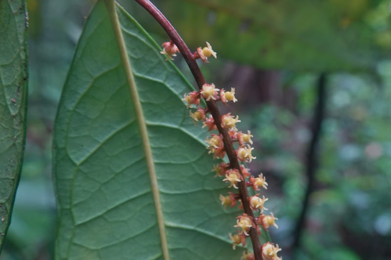 Thecacoris, C. Davidson 14074--Gabon. Raponda-Wallker. 28 Oct 2019. DSC02420 (33).JPG