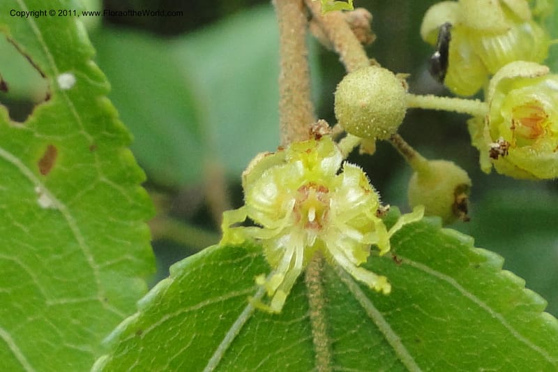 Guazuma ulmifolia, W. D. Stevens 31172--Paraguay. Edo. Concepcion. Garay Cue. 19 Mar 2011. 345 (18).jpg