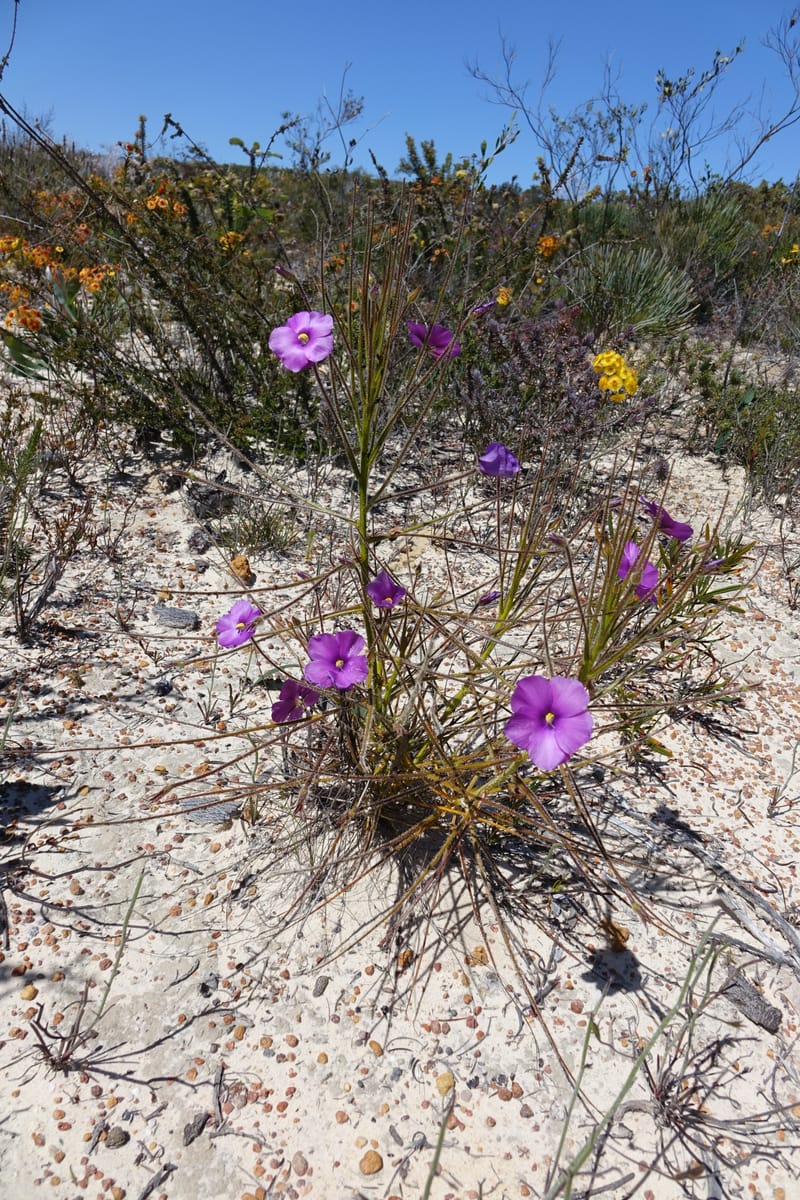 Byblis lamellata, Davidson, C 13426--Australia. W.A. Green Head-Coorow Rd. Stop 2. 24 Oct 2016. DSC04873 (41).JPG