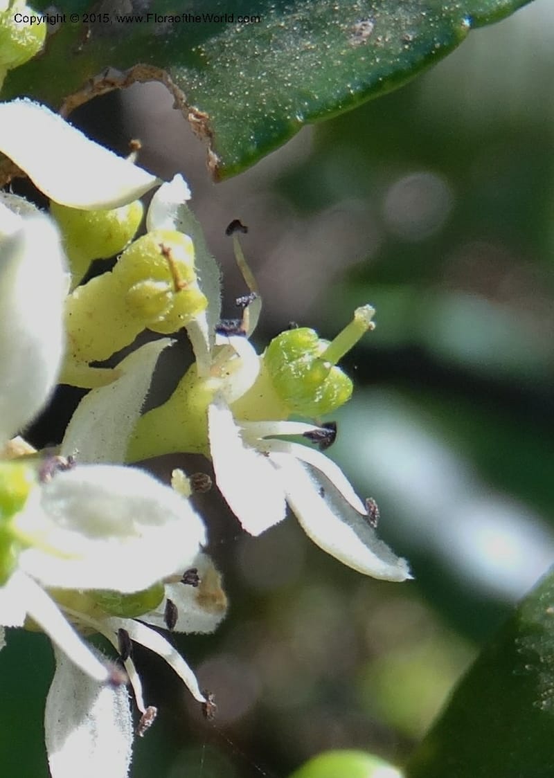 Pitavia punctata, Davidson, C 12801--Chile. L-30-M to Constitution. Jct to Empedrado. 25 Nov 2014. DSC07670 (15).JPG