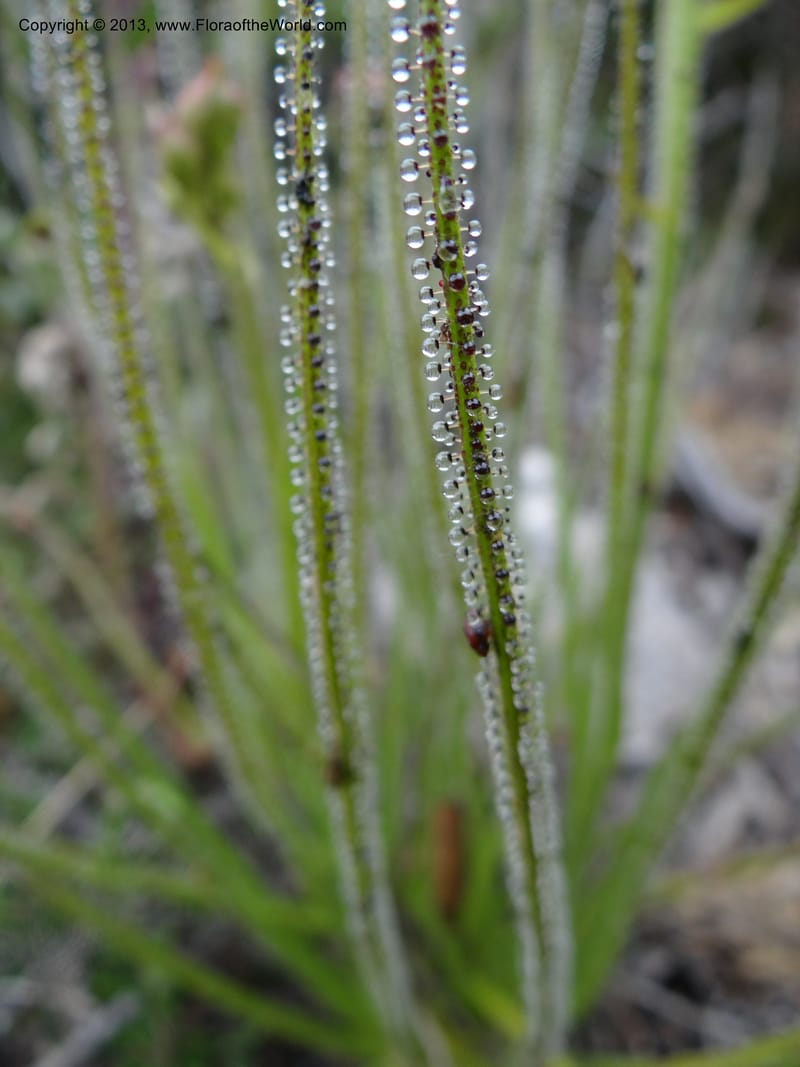 Drosophyllum lusitanicum, Davidson, C 12167--Spain. Andalucia. Parque Natural Alcornocales. 28 May 2013. DSC05381 (41).JPG