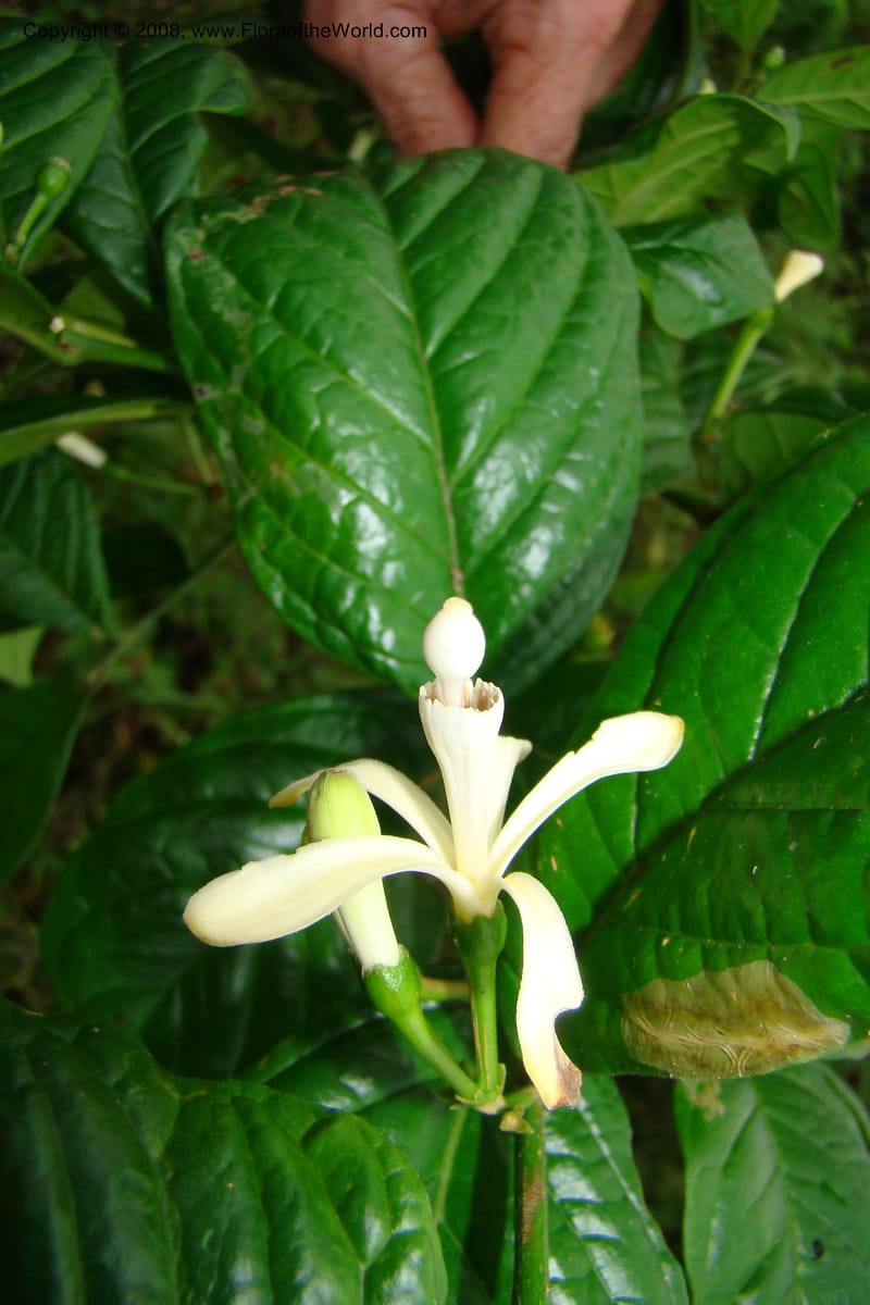Turraea, WKindeketa2993--Tanz. Rungwe Distr. Rungwe For. Res. 24 Jan 08. 273.jpg