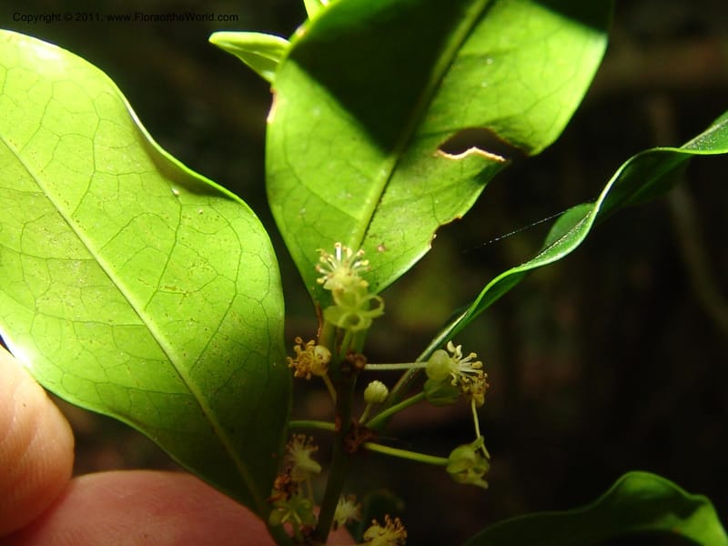 Erythroxylum, ROR1589--Madag. Parc Nat. Montagne d'Ambre. 11 Nov 06. 196.jpg