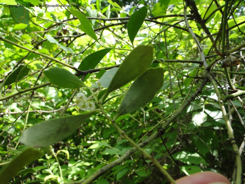 Ilex glabra, Mori, S 27396, USA, North Carolina, Johnson Co., Hwy 50, 3 km SE of Benson, 21 May 2010 (5).JPG