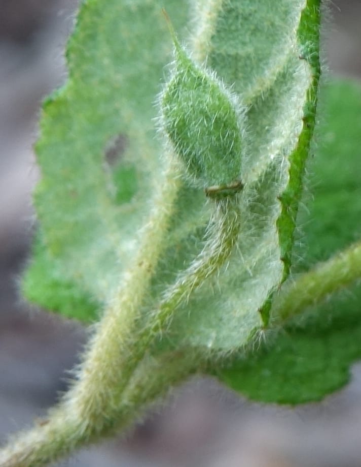Tremandra stelligera, Davidson, C 13511--Australia. W.A. Valley of the Giants Rd. 29 Oct 2016. DSC06689 (103).JPG