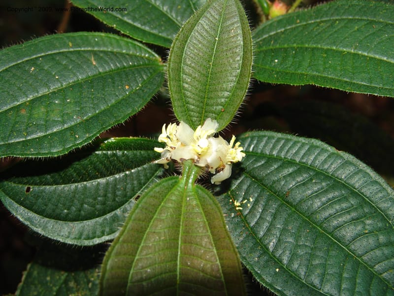 Tococa, DNeill15936--Ecuador. Prv. Zam. Ch. C del Condor. Wawaime plot. 22 Sep 07. 167.jpg