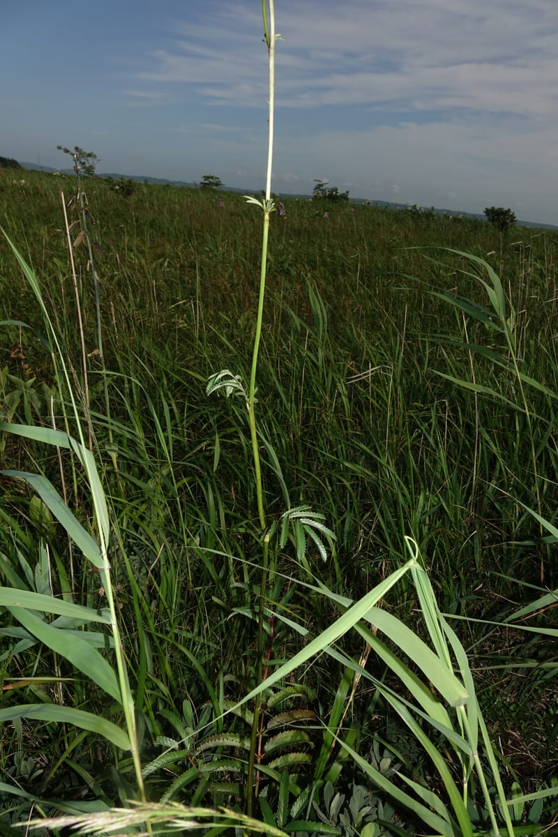 Sanguisorba tenuifolia--Japan. Hokkaido. Sarobetsu. 4 Aug 2016. DSC00970 (110).JPG