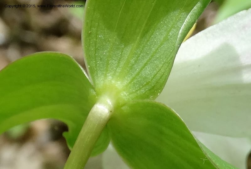 Trillium grandiflorum, Davidson, C 12998--North Carolina. Macon Co. Standing Indian. 14 May 2015. DSC05212 (226).JPG