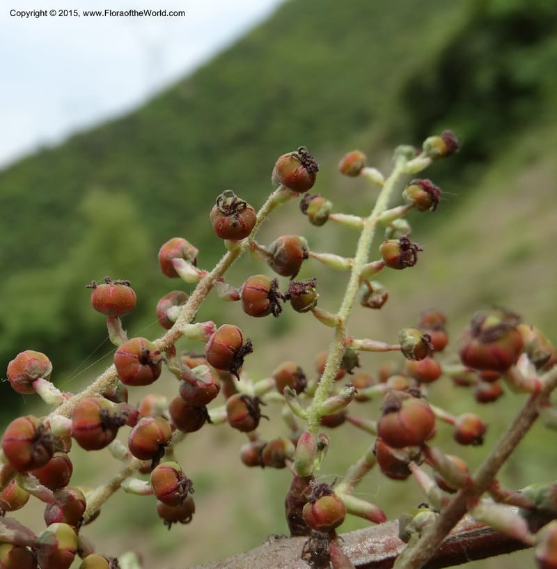 Coriaria nepalensis, Boufford, D 43590--China. Sichuan. Tudiling Tunnel. 6 May 2014. DSC03860 (102).JPG