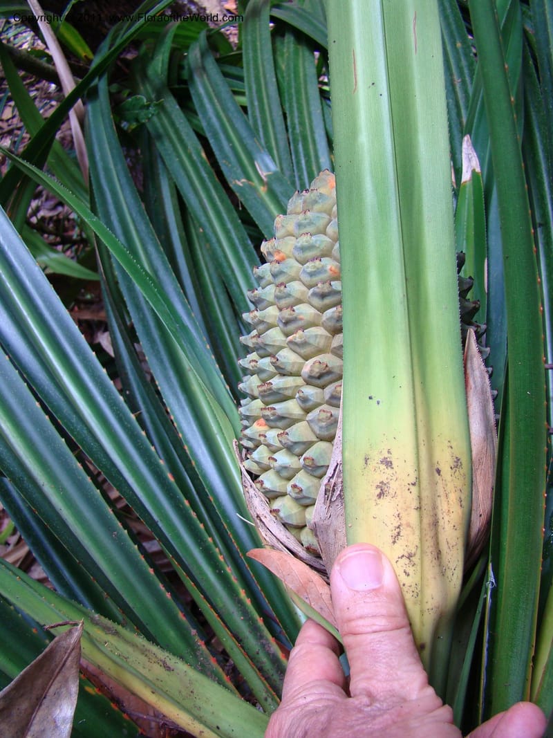 Pandanus balansae, M. Callmander 828--New Caledonia. Mont Dzumac road. 23 Jan 2010. 001 (594).jpg