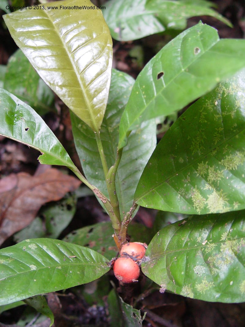 Culcasia--Cameroon. Bimbia Mangrove Nat. Trail. 8 Dec 03. 038.jpg