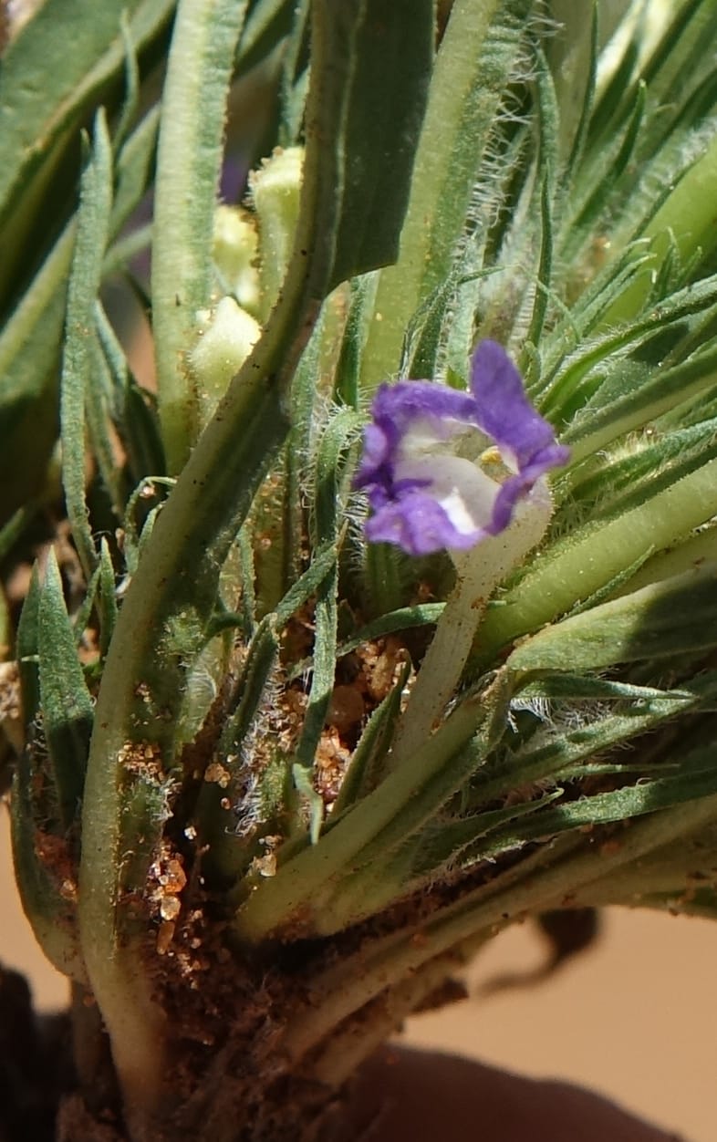 Aptosemum lineare, L. Nanyeni 1168--Namibia. Hwy B1, rest stop at odom 161. 16 Mar 2018. DSC01241 (30).JPG