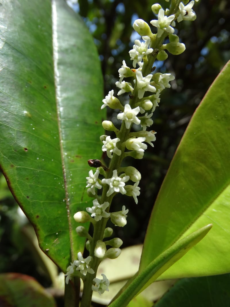 Quintinia major, Lowry, P 7373--New Caledonia. Mont Dzumac. 12 Nov 2015. DSC01563 (260).JPG