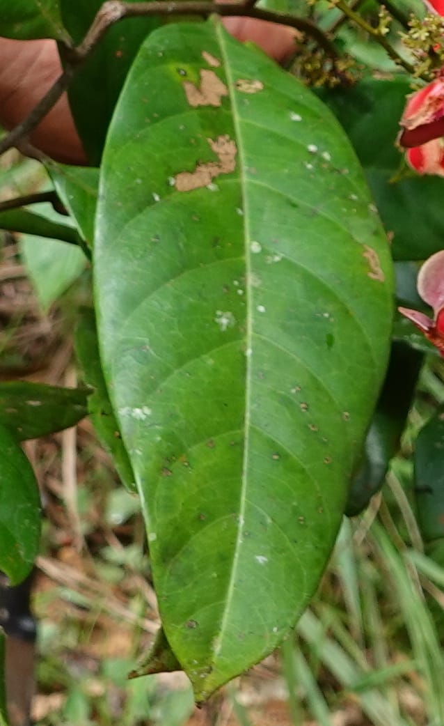Aporrhiza, C. Davidson 13912--Gabon. M de C. Road past the cabins. 29 Oct 2018DSC09794 (90).JPG