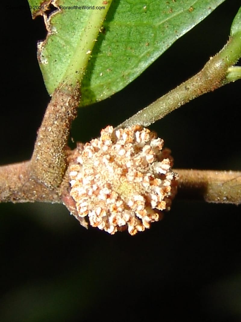 Treculia, G. Walters 1622--Gabon. Prov. Estuaire. Mondah Forest. 15 Apr 06. 178.jpg