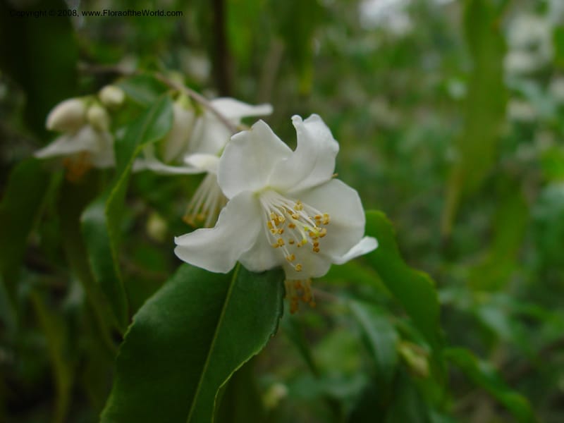 Camellia tsaii, 82.0183--CA. UC Berkeley Bot. Gard. 11 Feb 03. 015.jpg