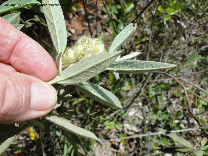 Croton, Stevens,  W. D 31106, Cerro Cora, 16 Mar 2011 1790 (2).JPG
