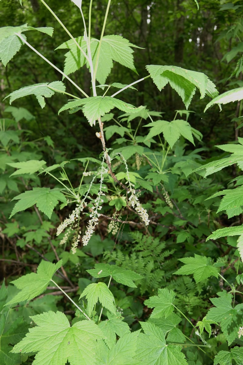 Ribes japonicum--Japan. Niigata. Sasagamine. Yu Memidaira. Forest Therapy Trail. 28 May 2016. DSC04970 (137).JPG