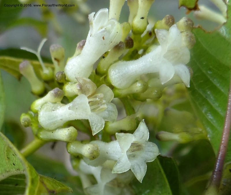 Psychotria, Ulloa, C 2246--Ecuador. Loja. El Tiro. 27 Sep 2012. DSC04675 (94).JPG