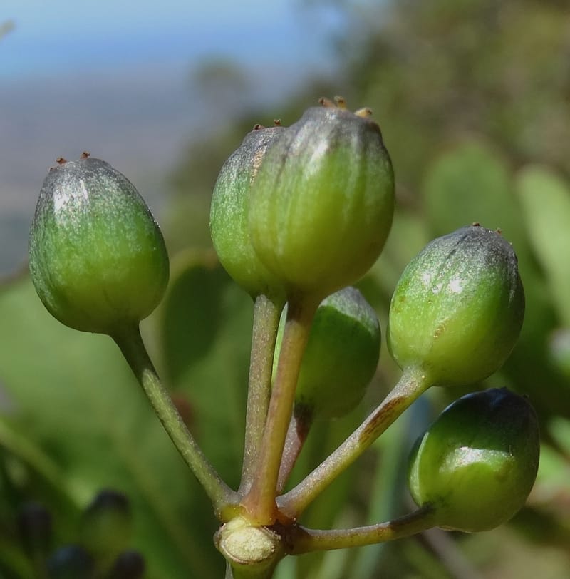 Plerandra polydactylis, Lowry, P 7420--New Caledonia. PinPin. 20 Nov 2015. DSC03938 (135).JPG