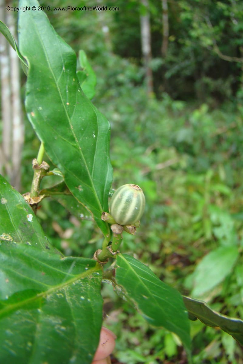 Psychotria, Vasquez 34758--Peru. Loreto. Dist. Nauta. Miraflores, Rio Tigre. 10 Nov 08. 095.jpg
